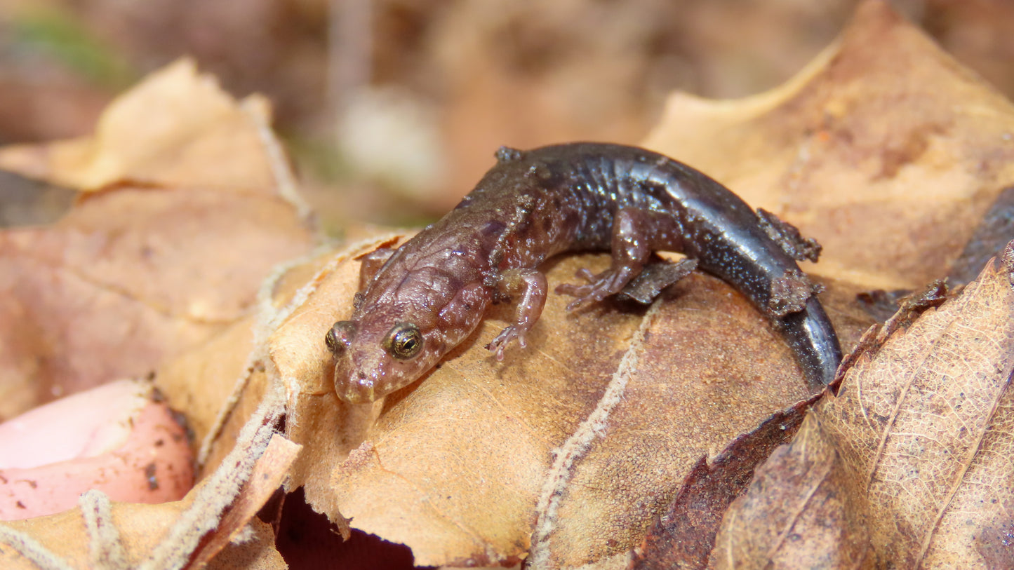 An Introduction to Salamanders