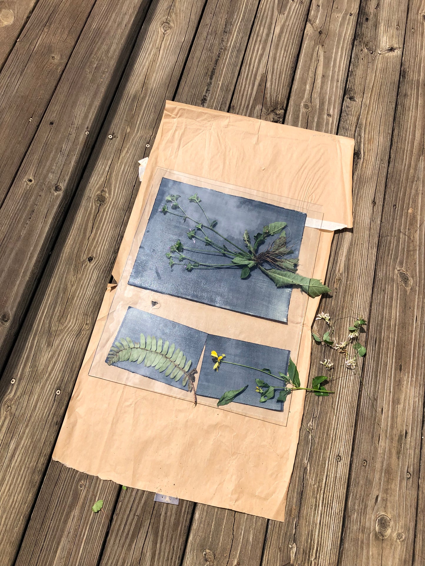 Cyanotypes on Fabric