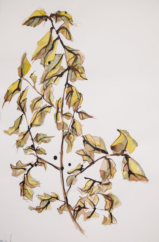 Drawing & Painting from Natures Wonders