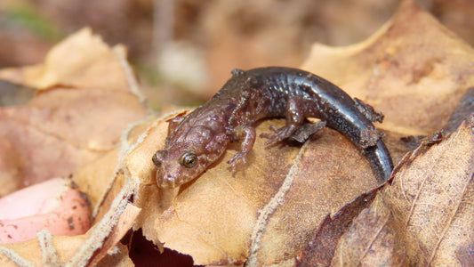 An Introduction to Salamanders